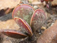 Adromischus maculatus