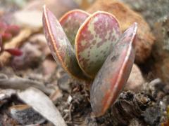 Adromischus maculatus