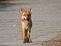 Vulpes vulpes vulpes