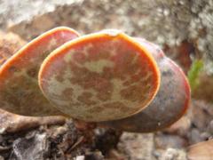 Adromischus maculatus