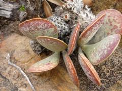 Adromischus maculatus