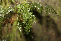 Abrodictyum caudatum