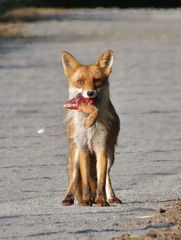 Vulpes vulpes vulpes