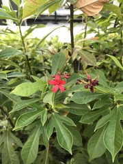 Jatropha integerrima