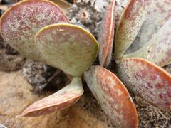 Adromischus maculatus