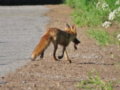 Vulpes vulpes vulpes