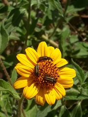 Astylus vittaticollis