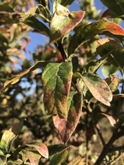 Combretum erythrophyllum