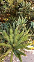 Podocarpus elongatus