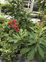 Jatropha integerrima