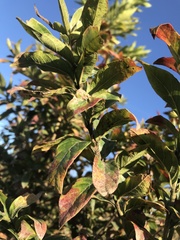 Combretum erythrophyllum