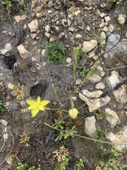 Moraea bituminosa