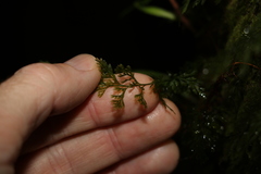 Abrodictyum caudatum