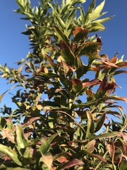 Combretum erythrophyllum