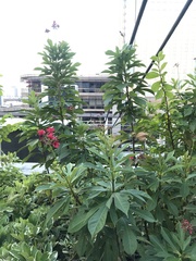 Jatropha integerrima