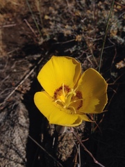 Calochortus concolor