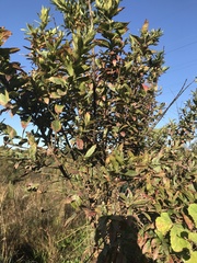 Combretum erythrophyllum