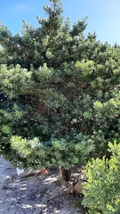 Podocarpus elongatus