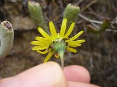 Crassothonna protecta