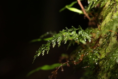 Abrodictyum caudatum