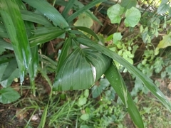 Oecophylla smaragdina