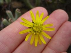 Crassothonna protecta