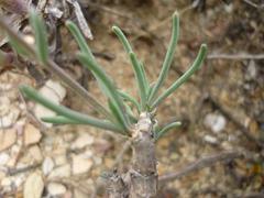 Crassothonna protecta