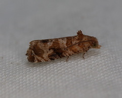 Lobesia xylistis