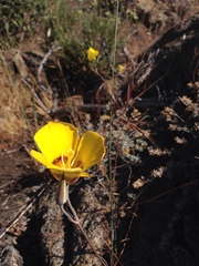 Calochortus concolor