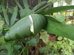 Oecophylla smaragdina