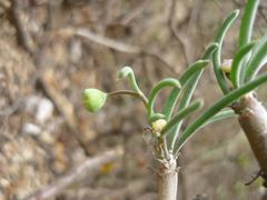 Crassothonna protecta