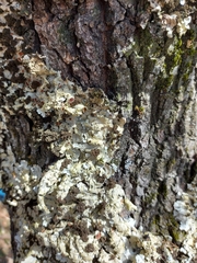 Ricasolia amplissima