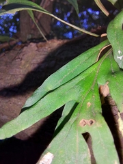 Pleopeltis pleopeltifolia