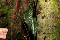 Aristolochia laheyana