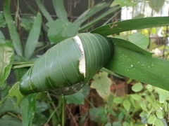 Oecophylla smaragdina
