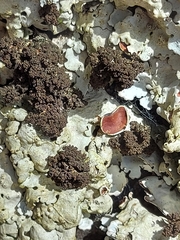 Ricasolia amplissima