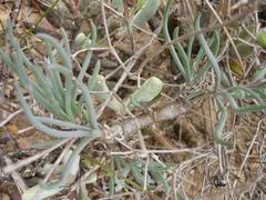 Crassothonna protecta