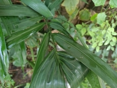 Oecophylla smaragdina