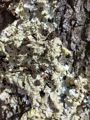 Ricasolia amplissima