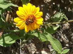 Astylus vittaticollis