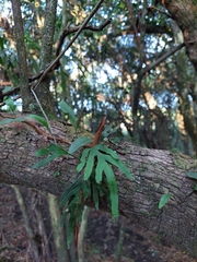 Pleopeltis pleopeltifolia