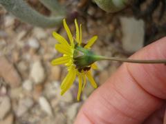 Crassothonna protecta