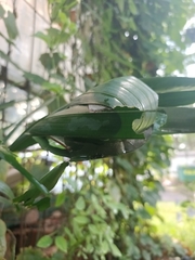 Oecophylla smaragdina