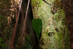 Aristolochia laheyana
