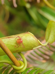 Misumenops nepenthicola