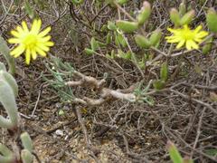 Crassothonna protecta