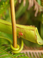 Misumenops nepenthicola