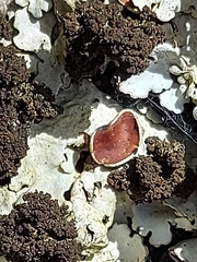 Ricasolia amplissima