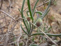 Crassothonna protecta