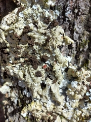 Ricasolia amplissima